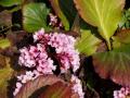 Sz&iacute;vlevelű bőrlev&eacute;l &ndash; Bergenia cordifolia